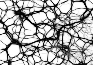 Neurons - How the Brain Works